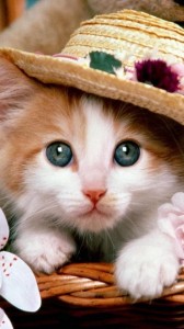Create meme: cute cats, beautiful kitties, beautiful cats