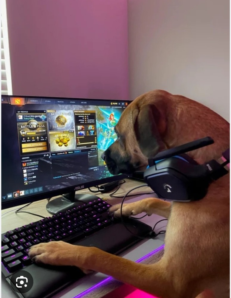 Create meme: dog , the dog at the computer, dog gamer