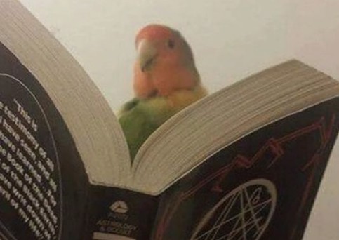 Создать мем: попугай, мемы с попугаями и книгой, книжка