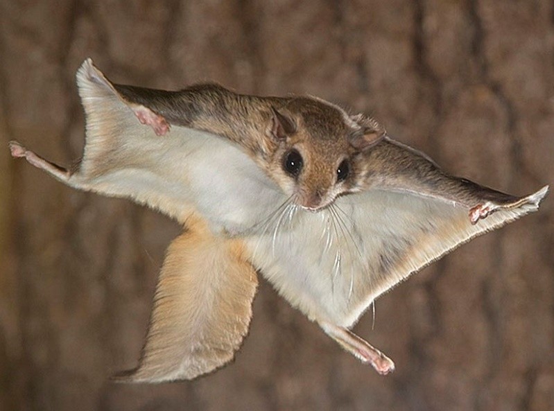 Create meme: common flying squirrel red book, the flying man, an ordinary flying squirrel