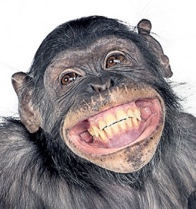 Create meme: talking monkeys, happy monkey, teeth monkey