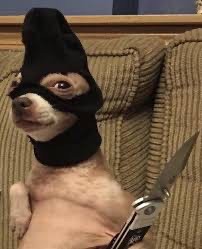 Create meme: dog funny, dog , a masked dog with a knife