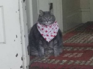 Create meme: cat, cat, cat in a bib