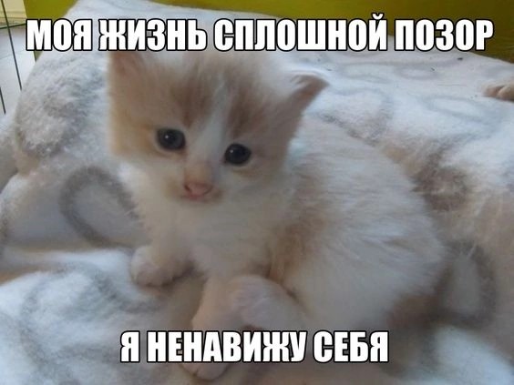 Создать мем: кот, котенок сибирский, животные