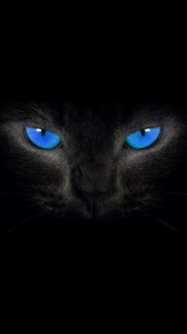Create meme: Black cat, black cat with blue eyes, cat eyes on black background