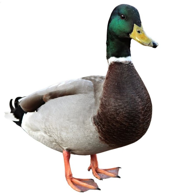 Create meme: Mallard duck , duck , wild mallard duck