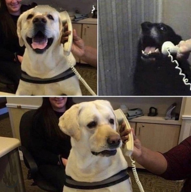 Create meme: good boy dog, Labrador meme, Labrador 