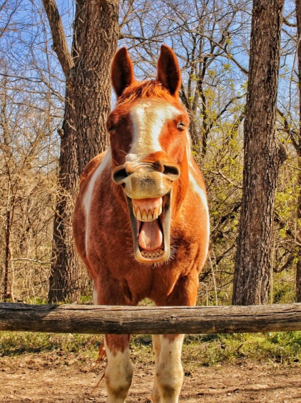 Создать мем: смеющаяся лошадь, лошадь смешная, улыбающаяся лошадь