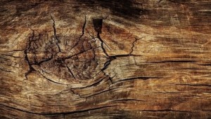 Create meme: old wood texture, the background section of a tree, background with wood cut texture