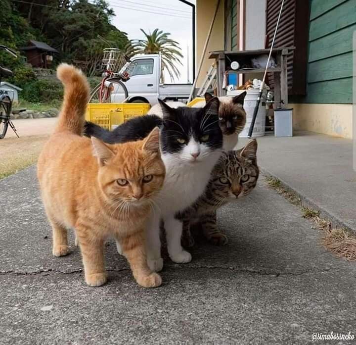 Create meme: cats , A gang of cats, street cats