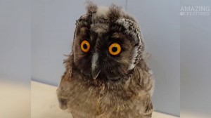 Create meme: owl, funny owls, meeting owls