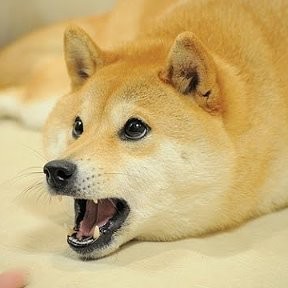 Создать мем: doge, funny shiba inu, сиба