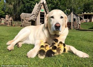 Create meme: Labrador Retriever, golden retriever, Labrador with ducklings