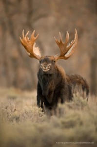 Create meme: wild animals, moose, large animals