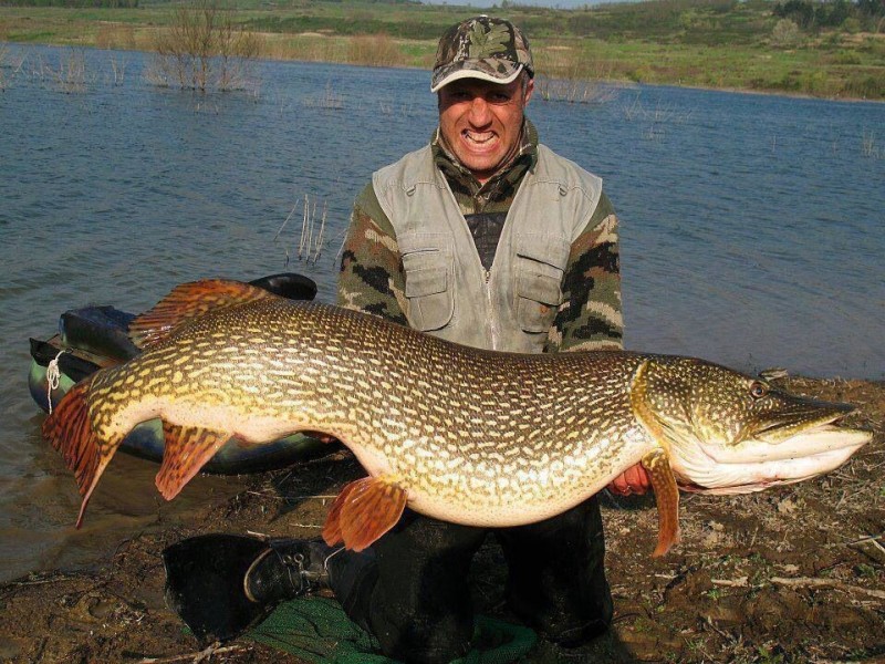 Create meme: the biggest pike, pike 30 kg, pike record