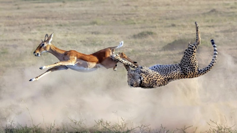 Создать мем: импала и гепарды, eng tez xayvon, гепард догоняет антилопу