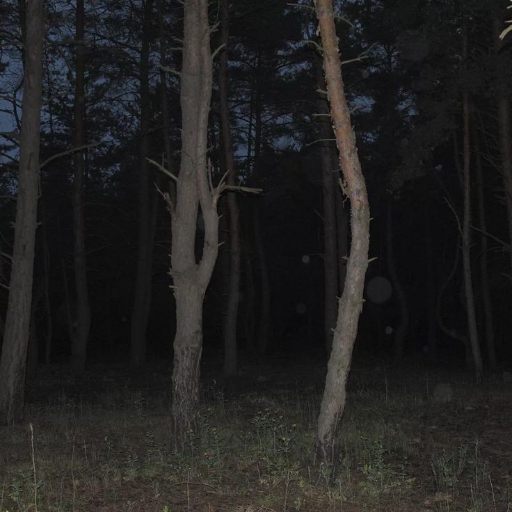 Create meme: in the forest at night, The forest is scary at night, The cursed forest