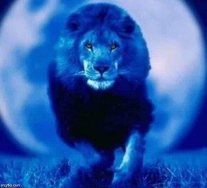 Create meme: a lion, blue lion 0 00000, Wallpapers lion
