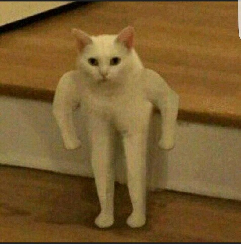 Create meme: cat meme, white cat meme, meme cat 