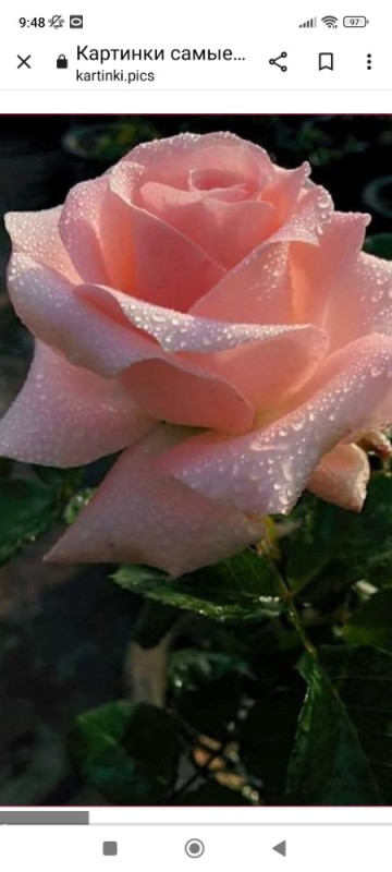 Создать мем: роза 🌹, прекрасная роза, очень красивая роза