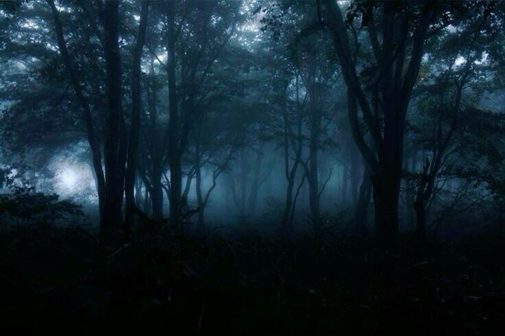 Create meme: dark misty forest, dark dark forest, the forest dark