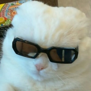 Create meme: cat with black glasses, white cat with black glasses