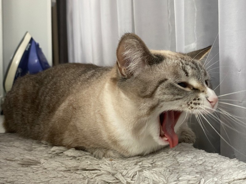 Create meme: yawning cat, yawning cats, The Siamese cat is yawning