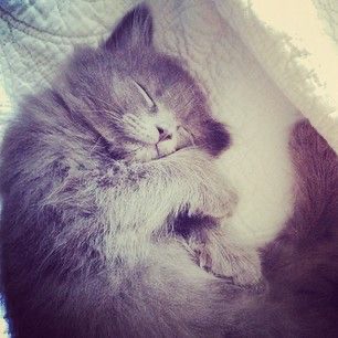 Создать мем: сладких снов котик, милые спящие коты, спящий кот