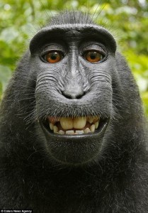 Create meme: selfie monkey , macaque monkey, happy monkey