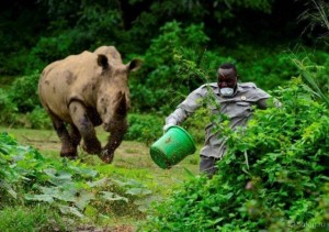 Create meme: the Northern white Rhino, Sumatran Rhino, Rhino