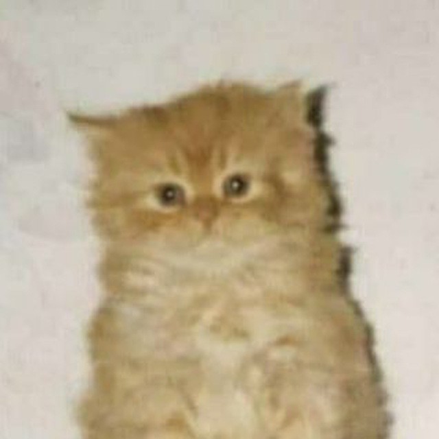 Create meme: red siberian kittens 1 month, ginger kitten , Persian cat