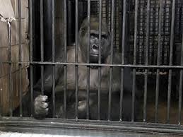 Создать мем: картинка обезьяны в клетке, киевский зоопарк, фото горилла за решеткой