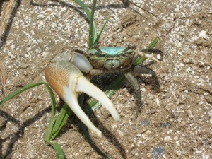 Create meme: crab Fiddler, crab, Fiddler crab