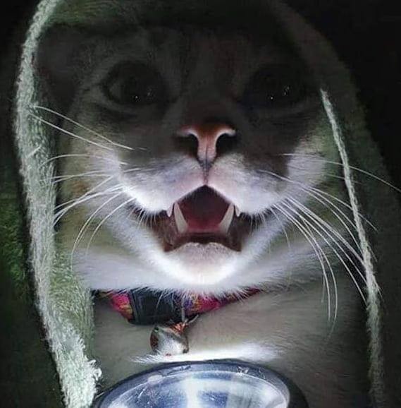 Создать мем: кот в сметане, кот с фонариком, котик
