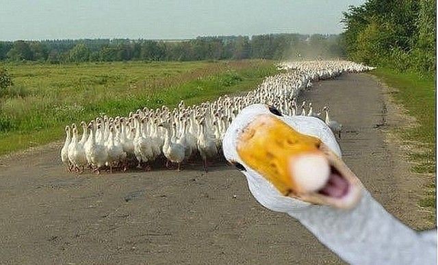 Create meme: I'm a goose, The geese meme, The joyful goose