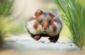 Create meme: the steppe hamster, hamster common, wild hamster