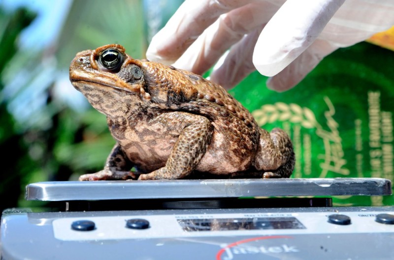 Create meme: toad yeah, toad , reed toad