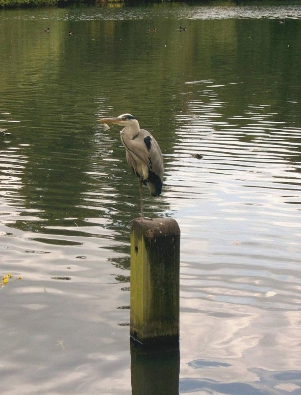 Create meme: grey heron, The heron was wasting away the heron was withering, heron genshin