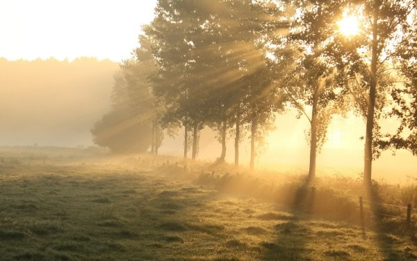 Create meme: fog morning, landscape morning, sunny landscape