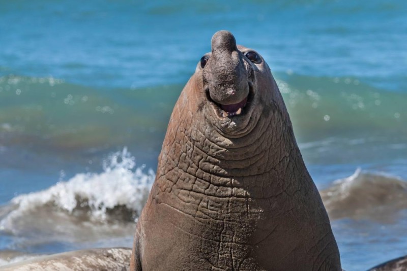 Create meme: northern elephant seal, southern elephant seal, sea elephant Idon