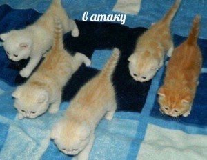 Create meme: kittens Scottish, Scottish, kitten redhead