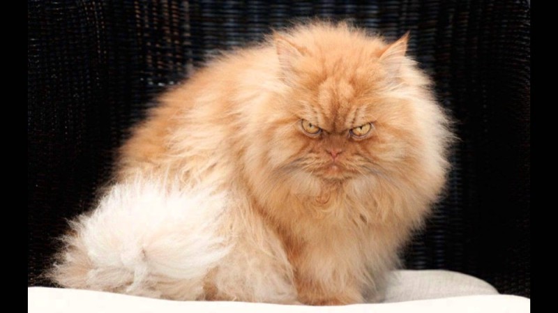 Create meme: unhappy Persian cat, red persian cat, angry cat 