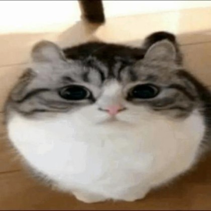 Create meme: mugimeshi the cat, cat , silly cat 
