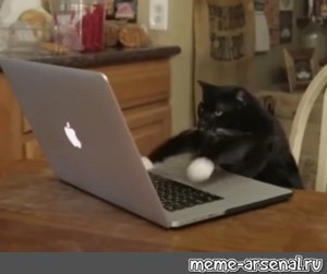 Create meme: the cat at the computer, cat , cat 
