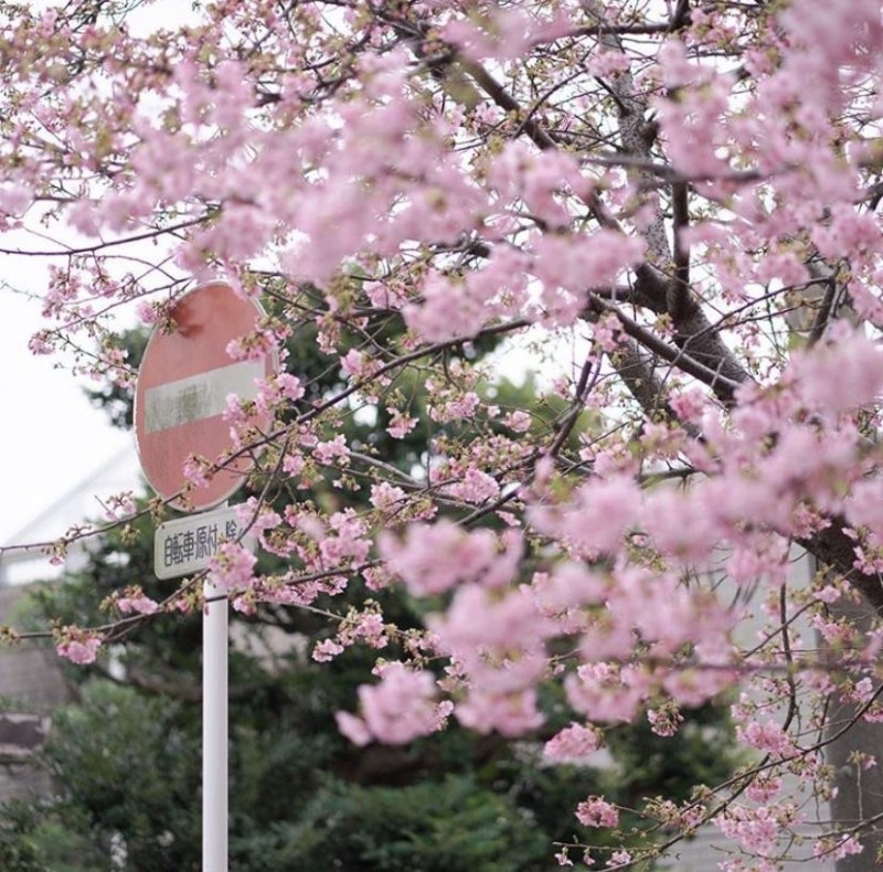 Create meme: Sakura in Japan, Sakura , Sakura tree