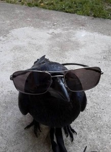 Create meme: crow funny, animals