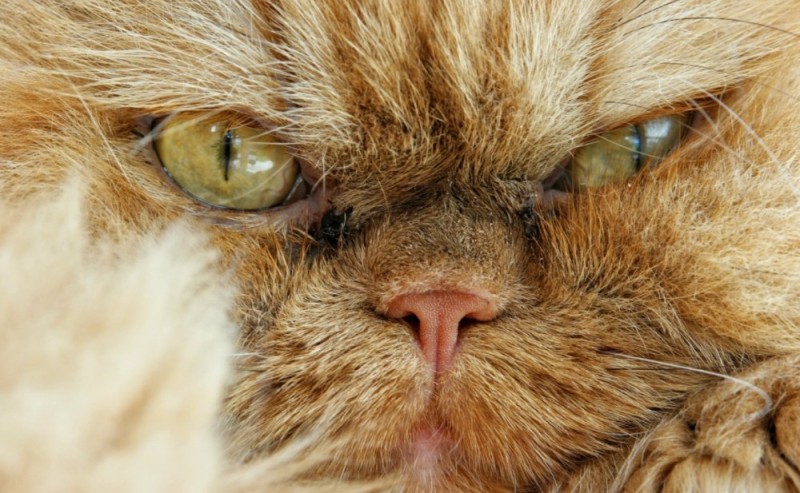 Create meme: evil face, angry cat , the persian cat is angry