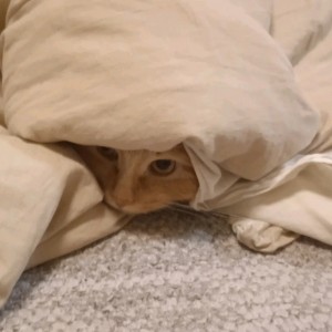 Create meme: the cat woke up, cat, cat under a blanket