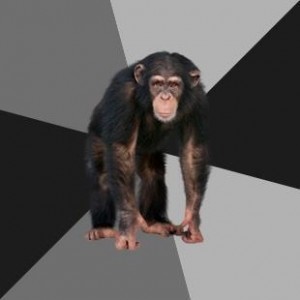 Create meme: chimp, monkey, chimpanzee