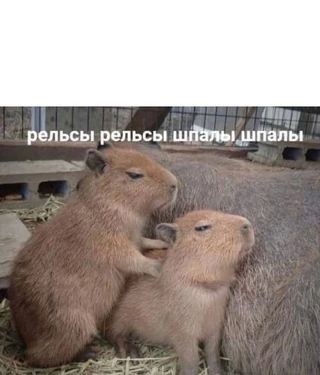 Create meme: capybaras , dwarf capybara, rodent capybara